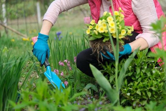 Eine Frau gräbt mit einer Blumenkelle für eine Pflanze ein Loch in den Rasen.